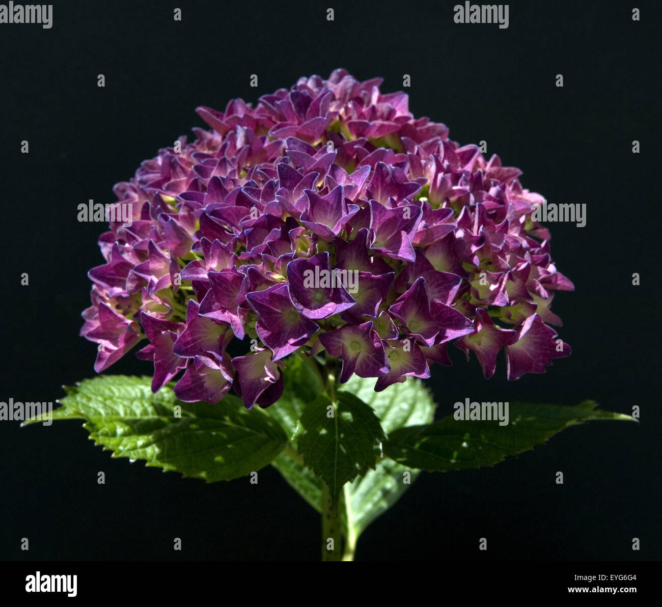 Hortensie, Hortensie, Macrophylla, Stockfoto