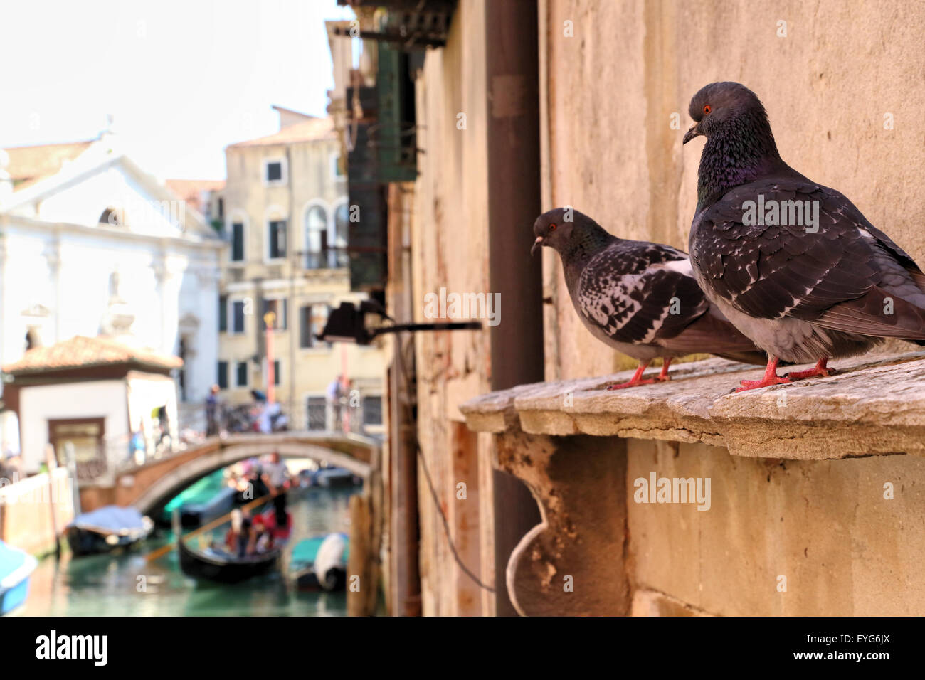 Taube-paar in Venedig Stockfoto