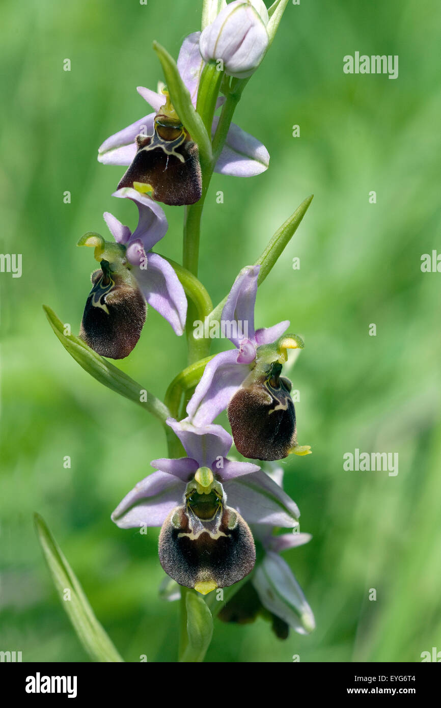 Hummel-Ragwurz, Ophrys Holoserica, Ragwurz, Orchidee Stockfoto