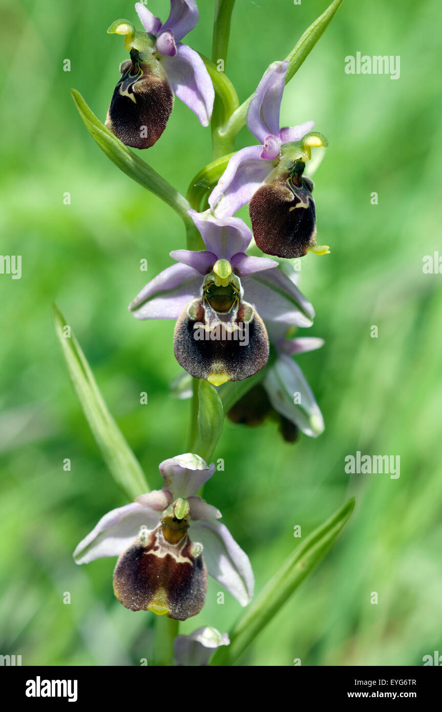 Hummel-Ragwurz, Ophrys Holoserica, Ragwurz, Orchidee Stockfoto