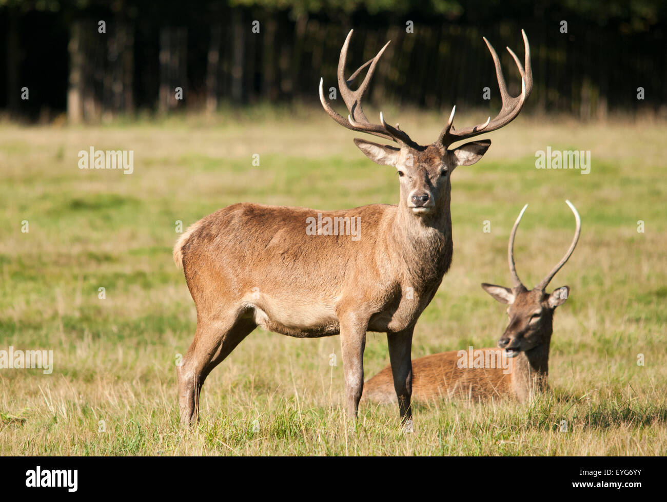 Hirsche im Wollaton Park, Nottinghamshire, England UK Stockfoto