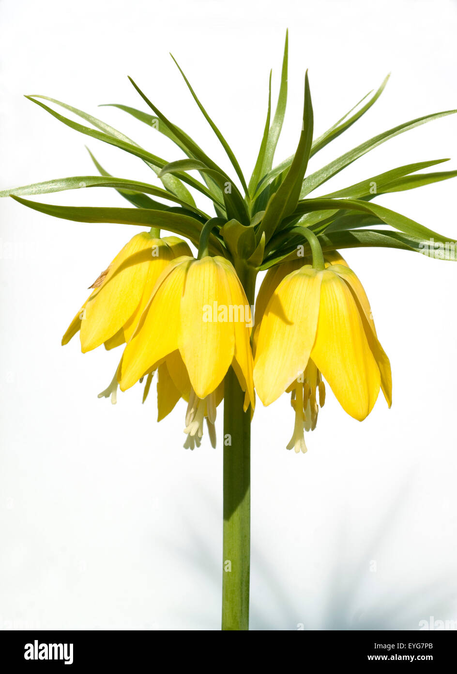 Kaiserkrone, Fritillaria, Kaiserkronen, verticillata Stockfoto