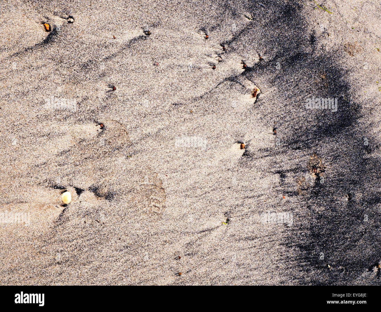 Kohle-Muster auf Hauxley Strand schlendern durch das Meer Northumberland England Stockfoto