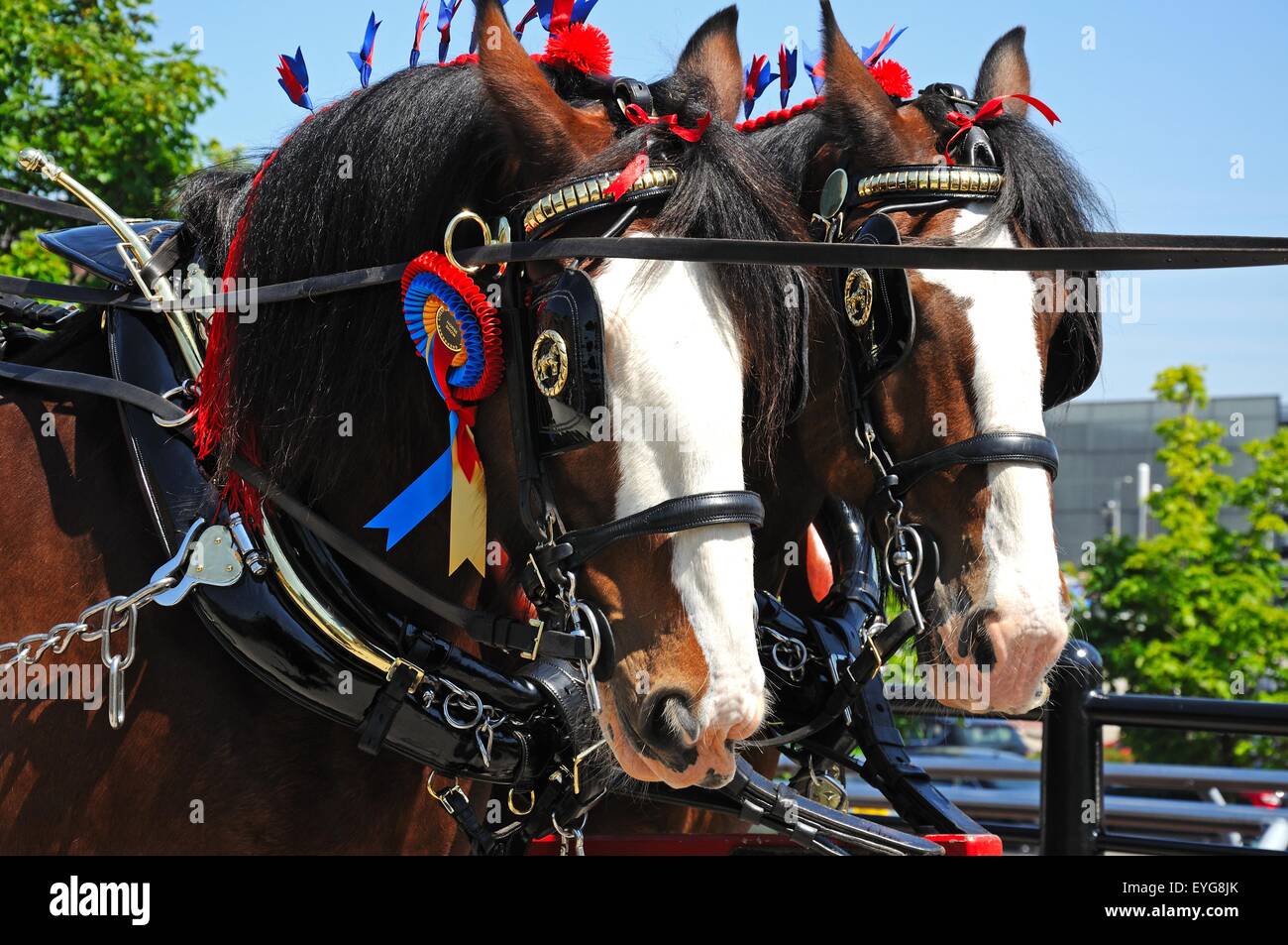 Shire-Pferde mit Kopfbedeckung und Rosetten, die Förderung von Liverpool International Horse Show von Kings Dock, Liverpool, England, UK. Stockfoto