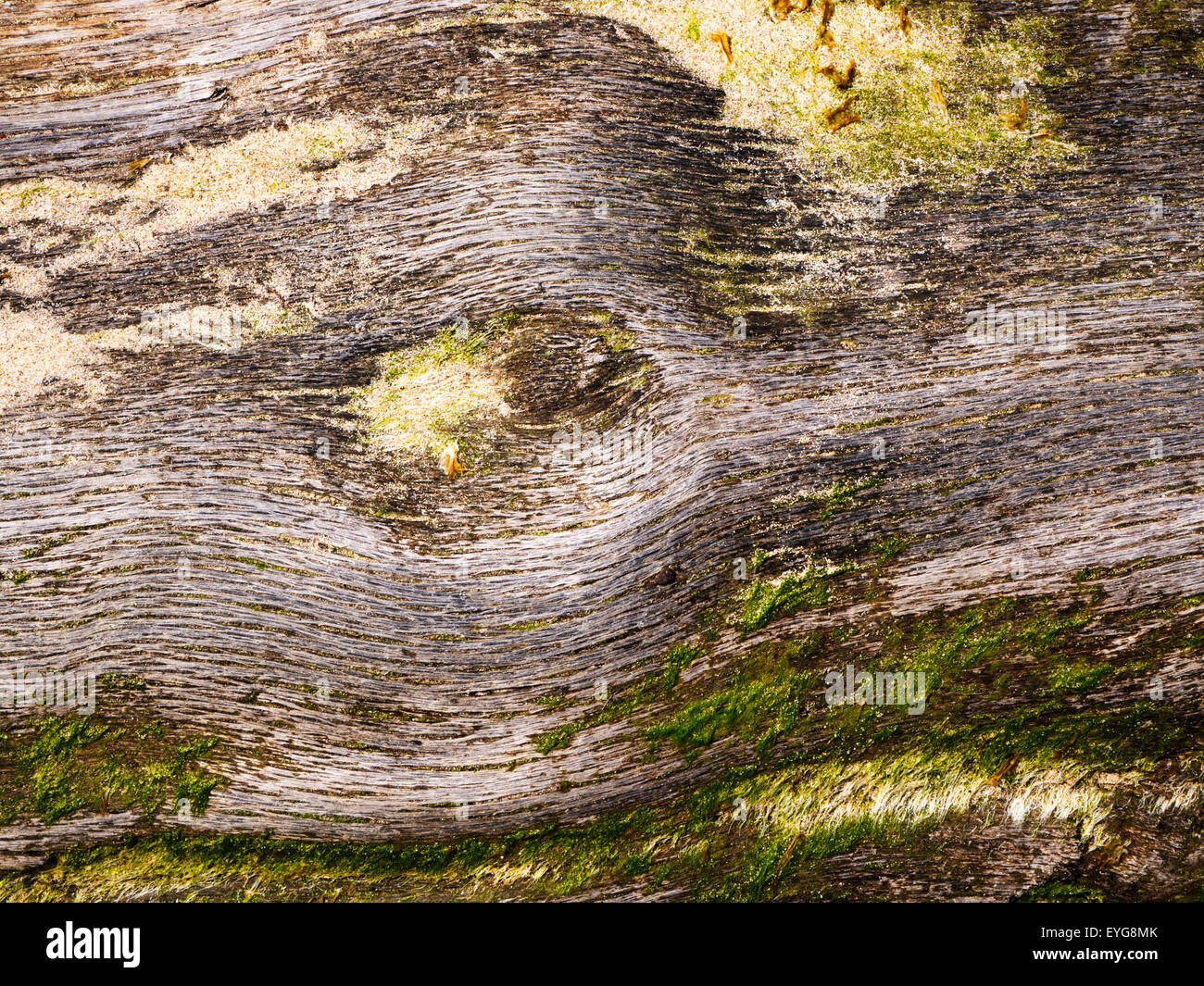 Detail der verwitterten Baumstamm am Hauxley Strand in der Nähe von schlendern durch das Meer Northumberland-England Stockfoto