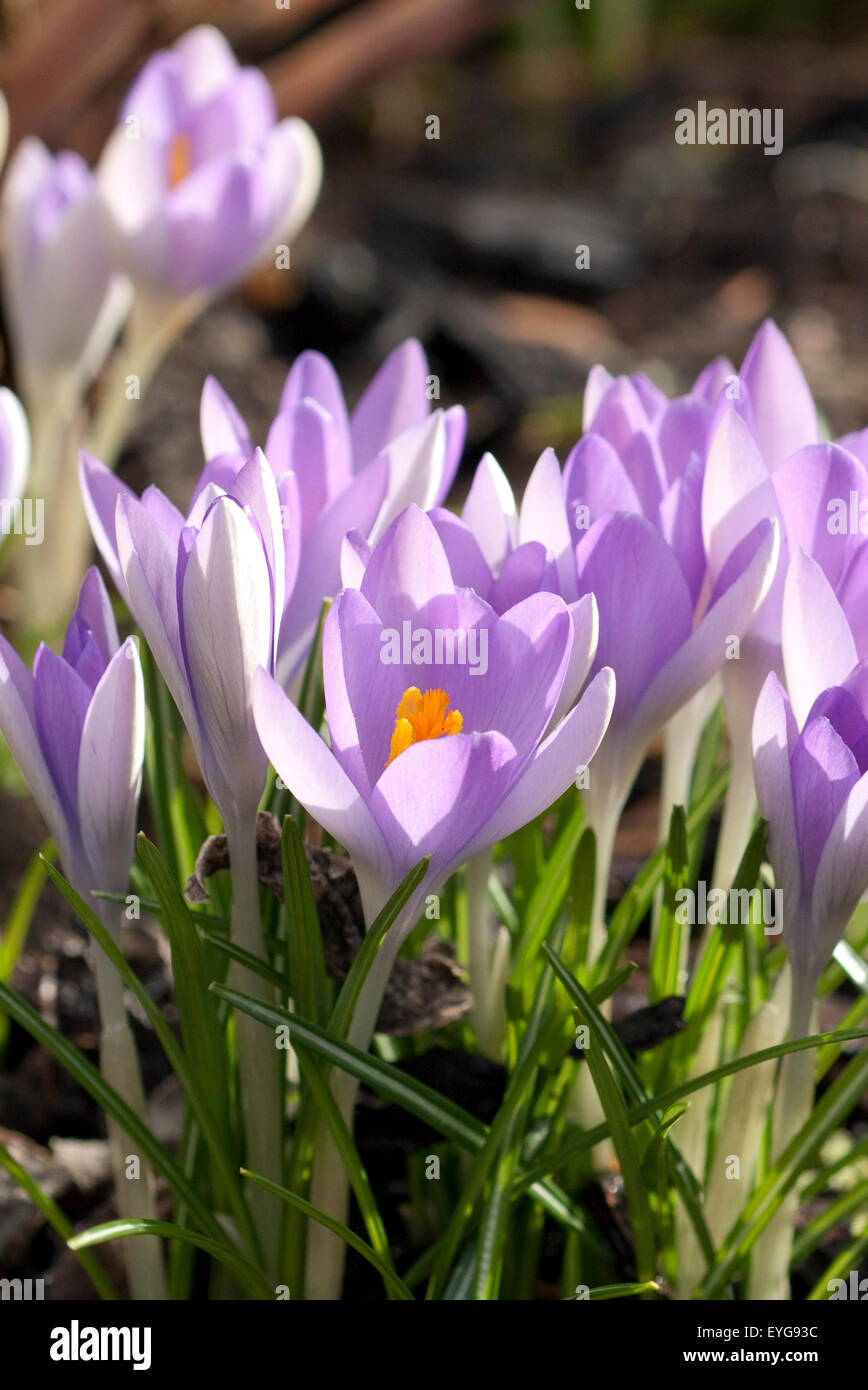 Krokus, Crocus, Tommasinianus, Krokusse, Stockfoto