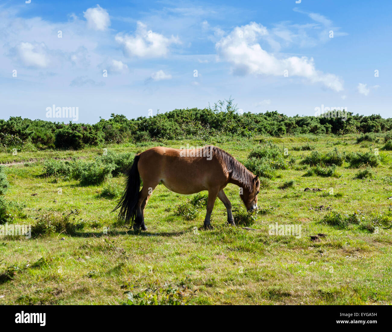 Dartmoor Pony im Moor in der Nähe von Clearbrook, Dartmoor National Park, Devon, England, UK Stockfoto