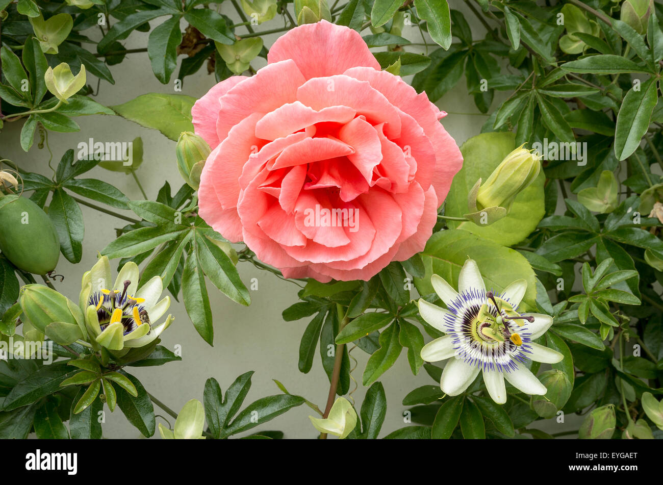 Springenden Lachs Rose Blume wächst eine Wand mit Passiflora Blumen Stockfoto
