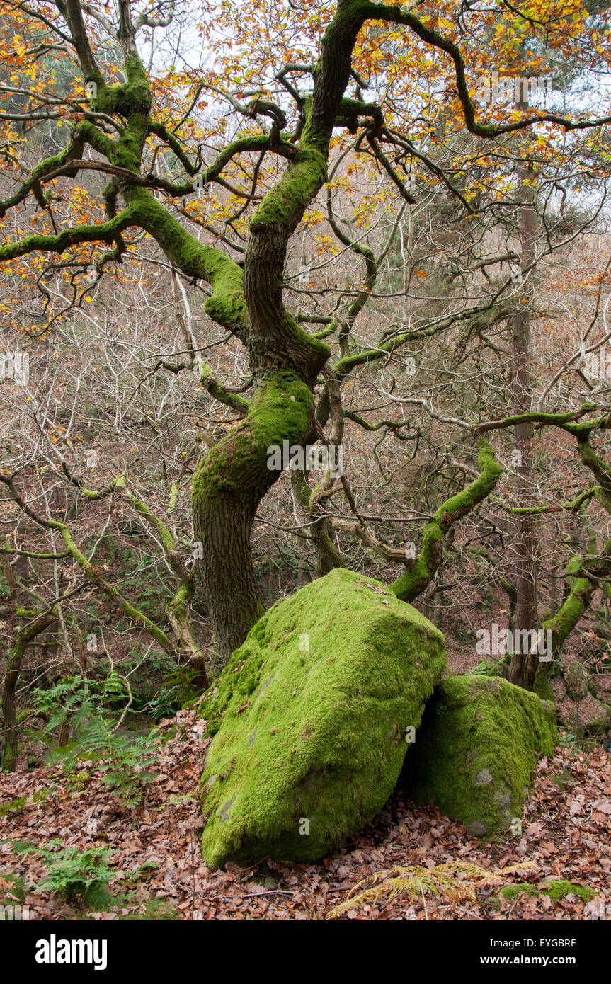 Alte Wald in Padley Gorge, Peak District Derbyshire England UK Stockfoto