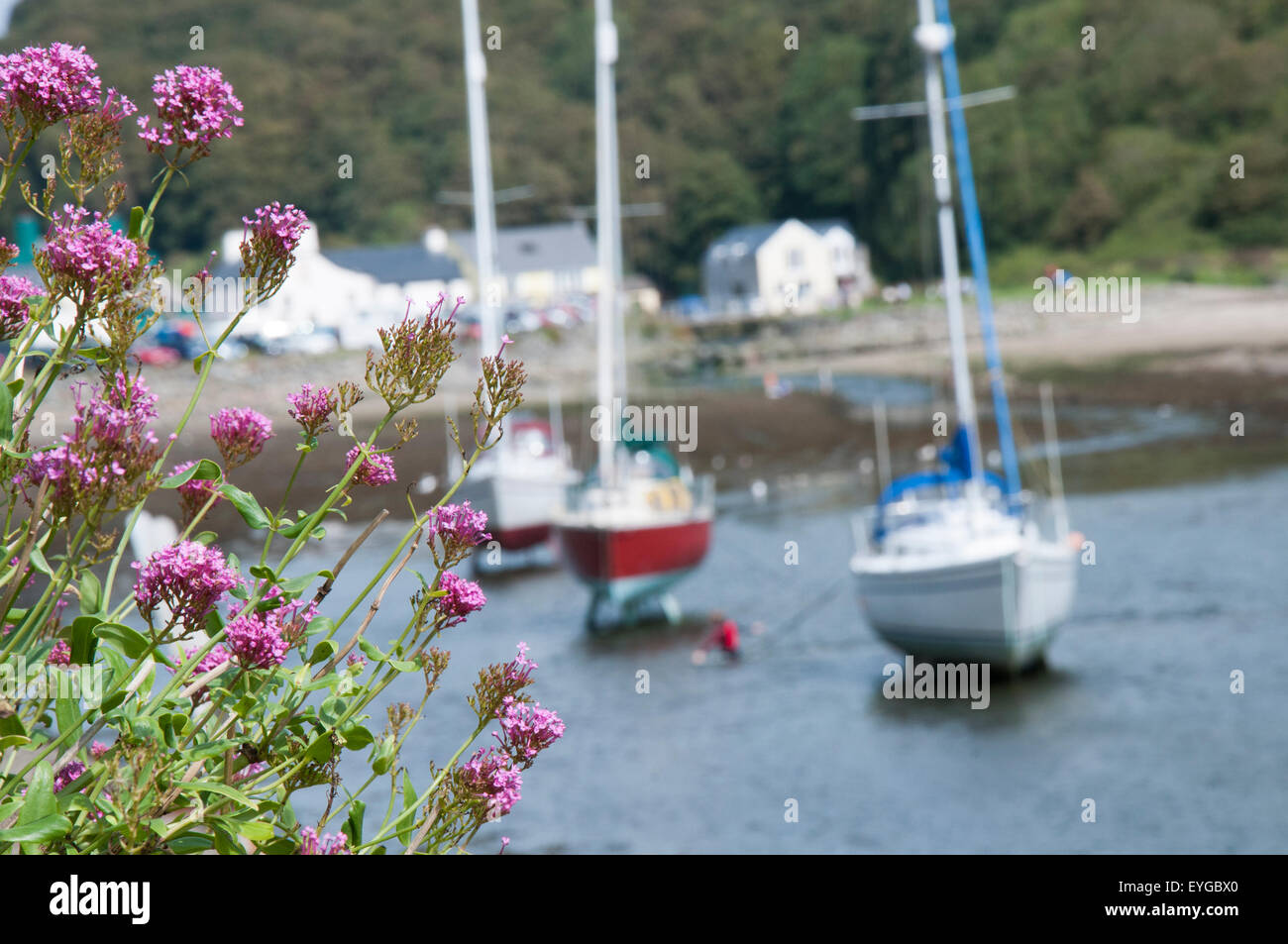 Boote bei Solva, Pembrokeshire West Wales UK Stockfoto