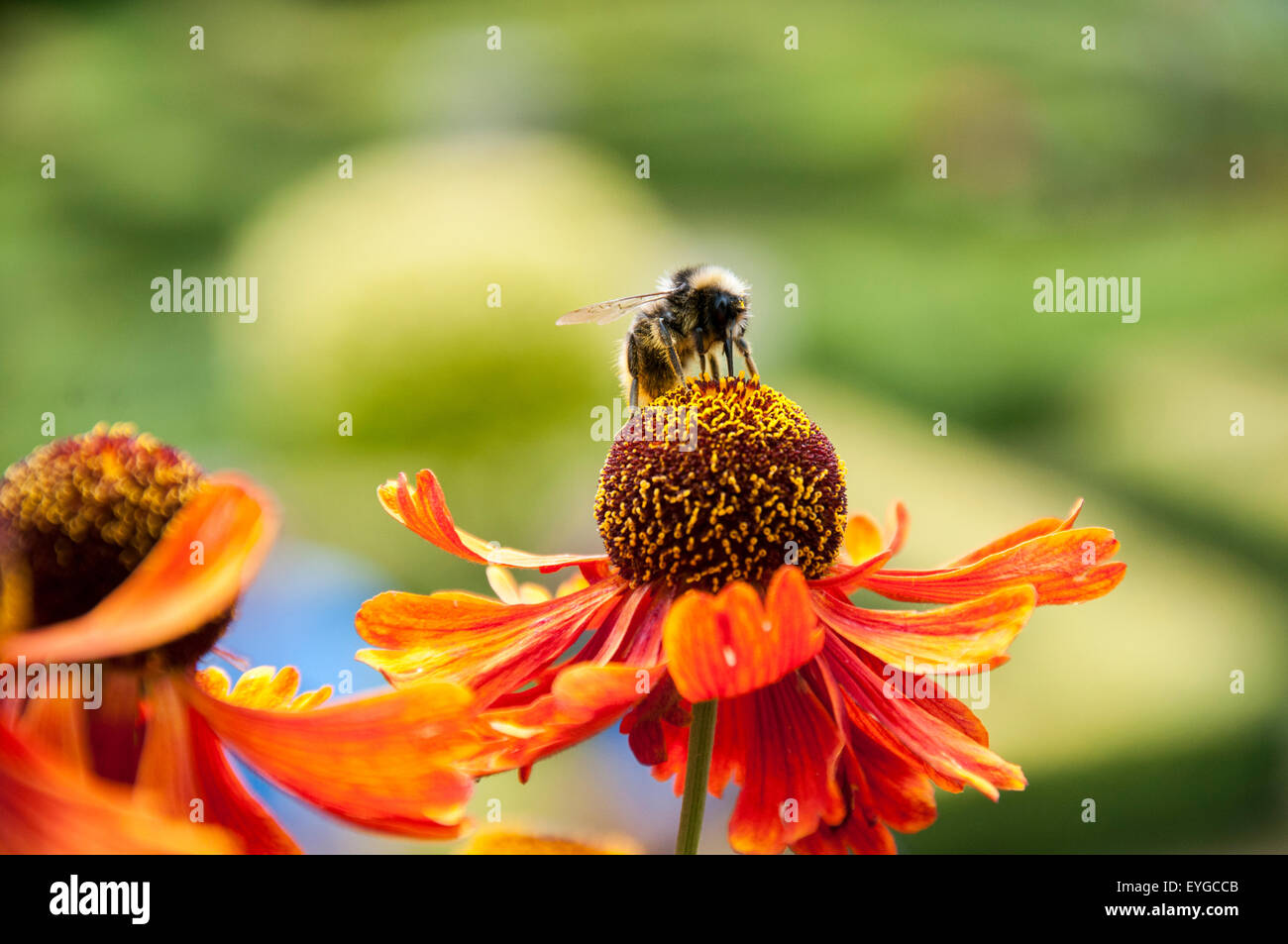 Orange Helenium Blumen, Nottinghamshire, England UK Stockfoto