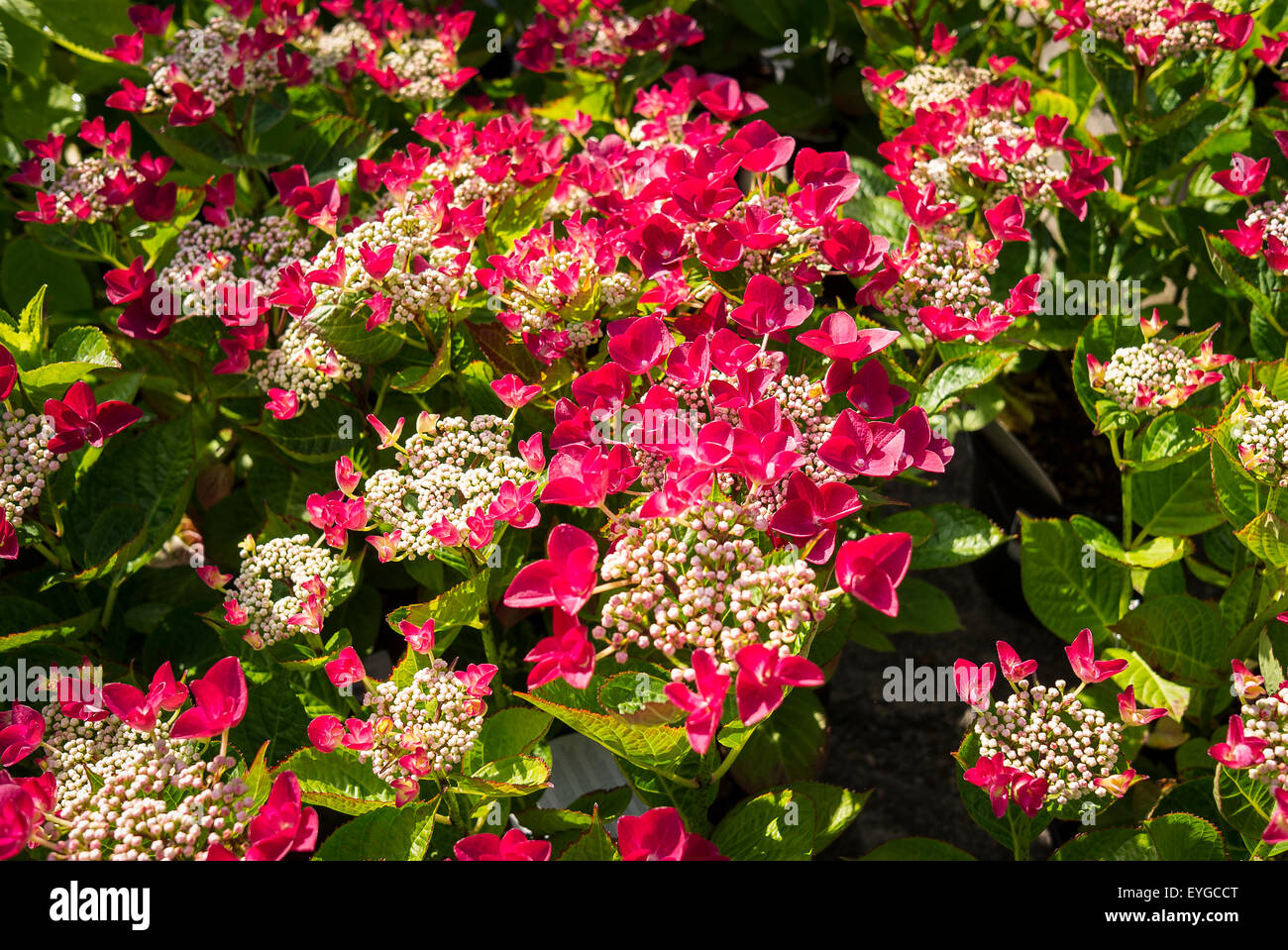 Lady in red hydrangea rare grateful red hydrangea see more ideas