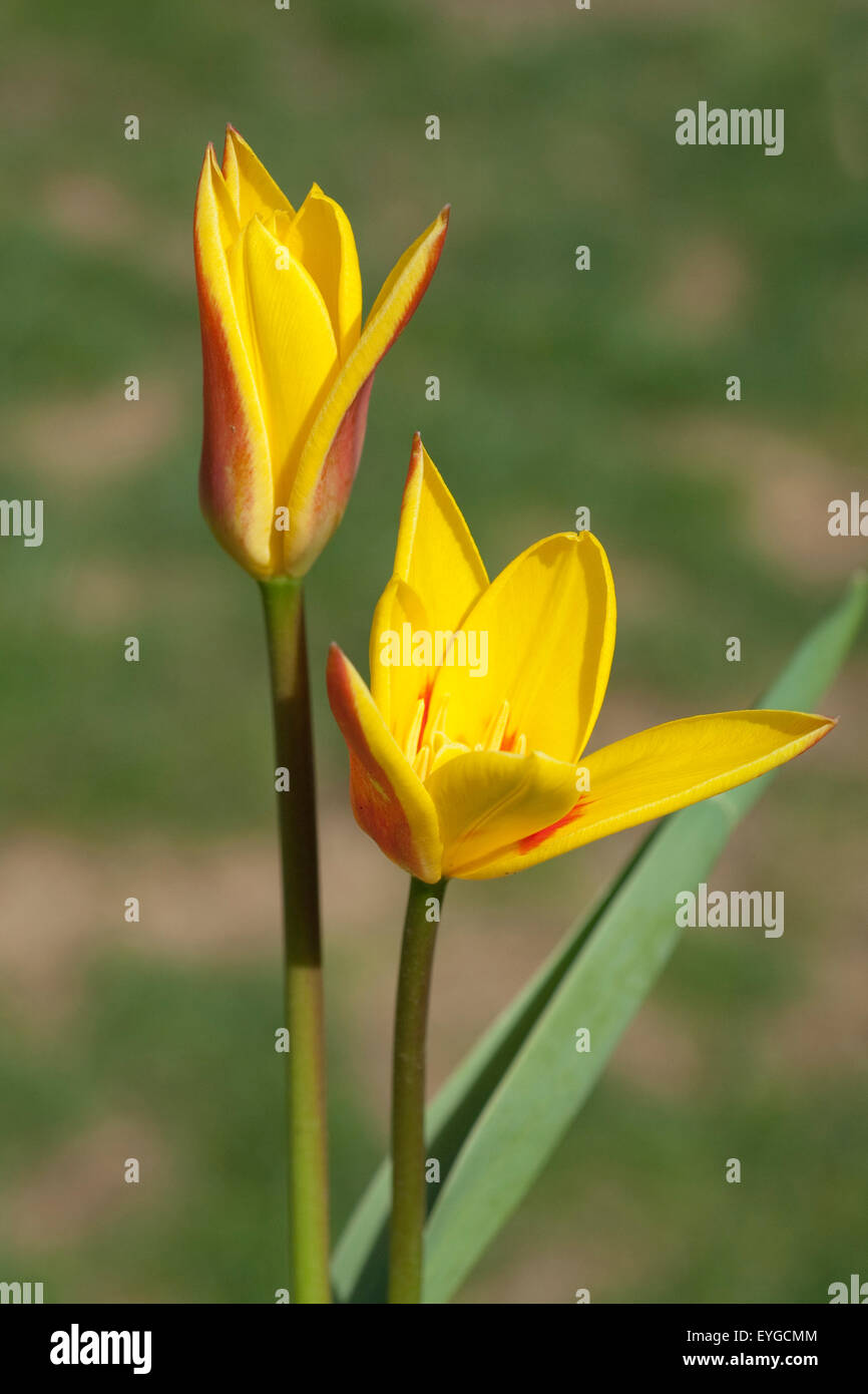 Lieblichbluehende, Bluehende, Tulpe, Stockfoto