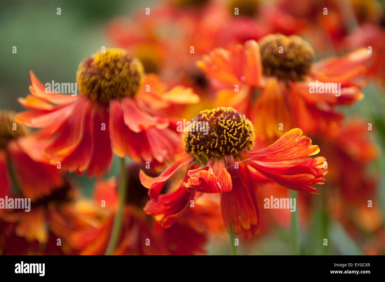 Orange Helenium Blumen, Nottinghamshire, England UK Stockfoto