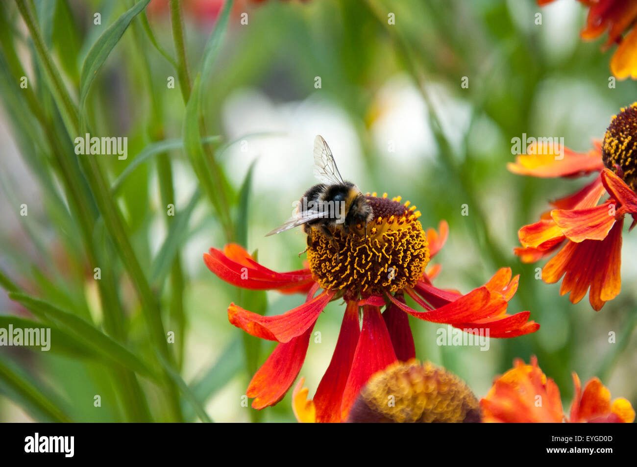 Orange Helenium Blumen, Nottinghamshire, England UK Stockfoto