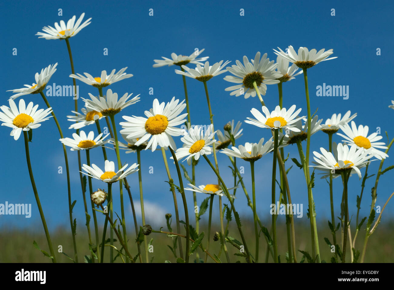 Blumenwiese, Margeriten, Glockenblumen, Stockfoto