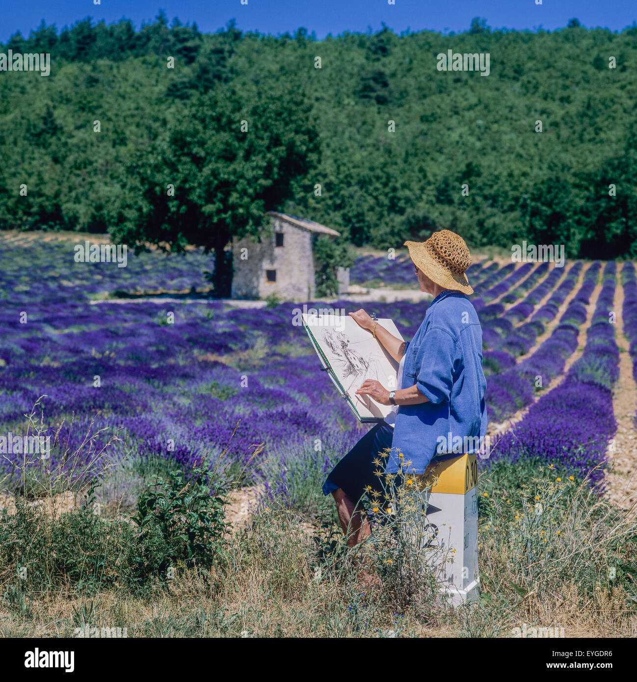 Frau mittleren Alters Zeichnung Steinhaus in blühender Lavendel Feld, Vaucluse, Provence, Frankreich, Europa Stockfoto