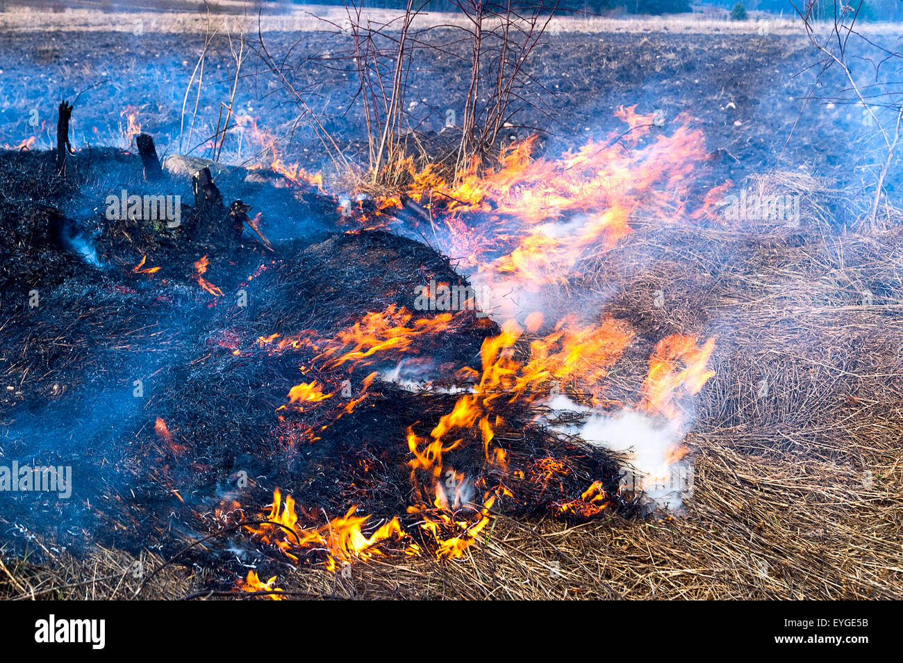 Feuer brennt Trockenrasen auf einer Wiese Stockfoto