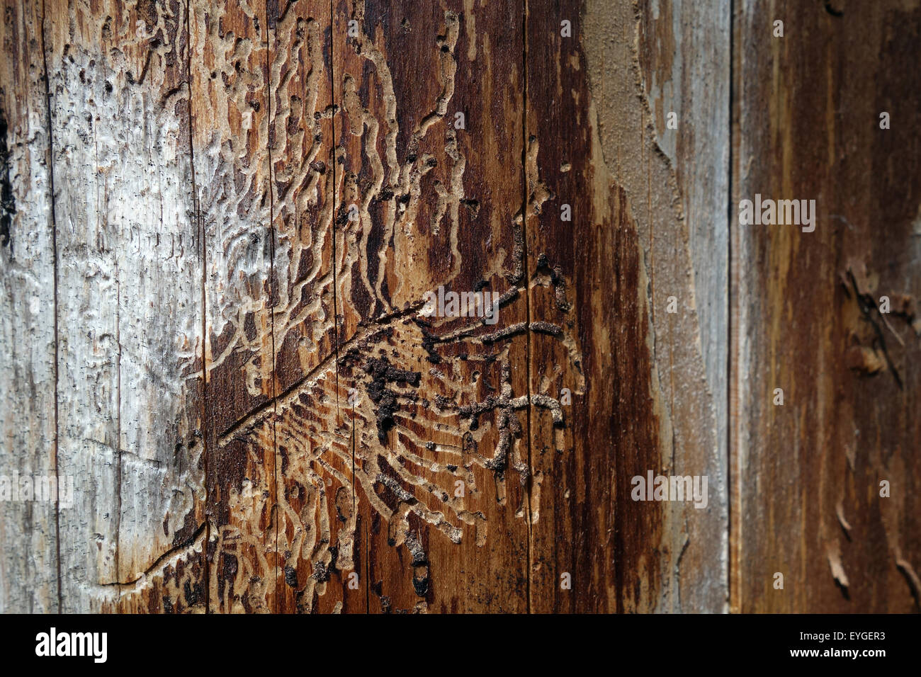 Lessebo, Schweden, Baumstamm mit Holzwurm-Befall Stockfoto