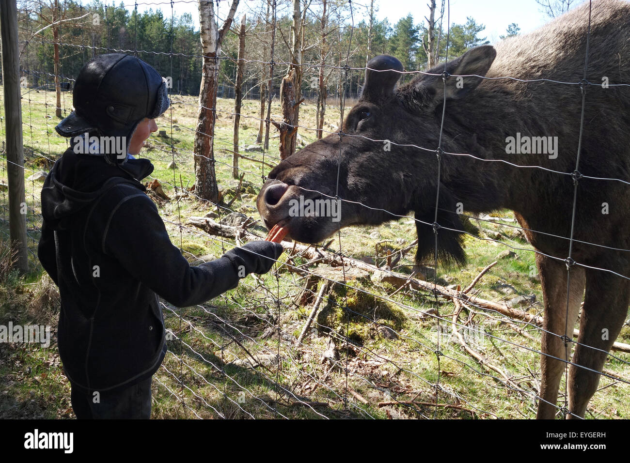 Lessebo, Schweden, füttert die jungen ein Elch Stockfoto