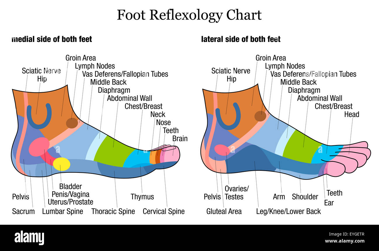 Fuß-Reflexzonenmassage Chart - Medial-innen und seitlich-außen-Blick auf die Füße - mit Beschreibung der entsprechenden inneren Organe Stockfoto