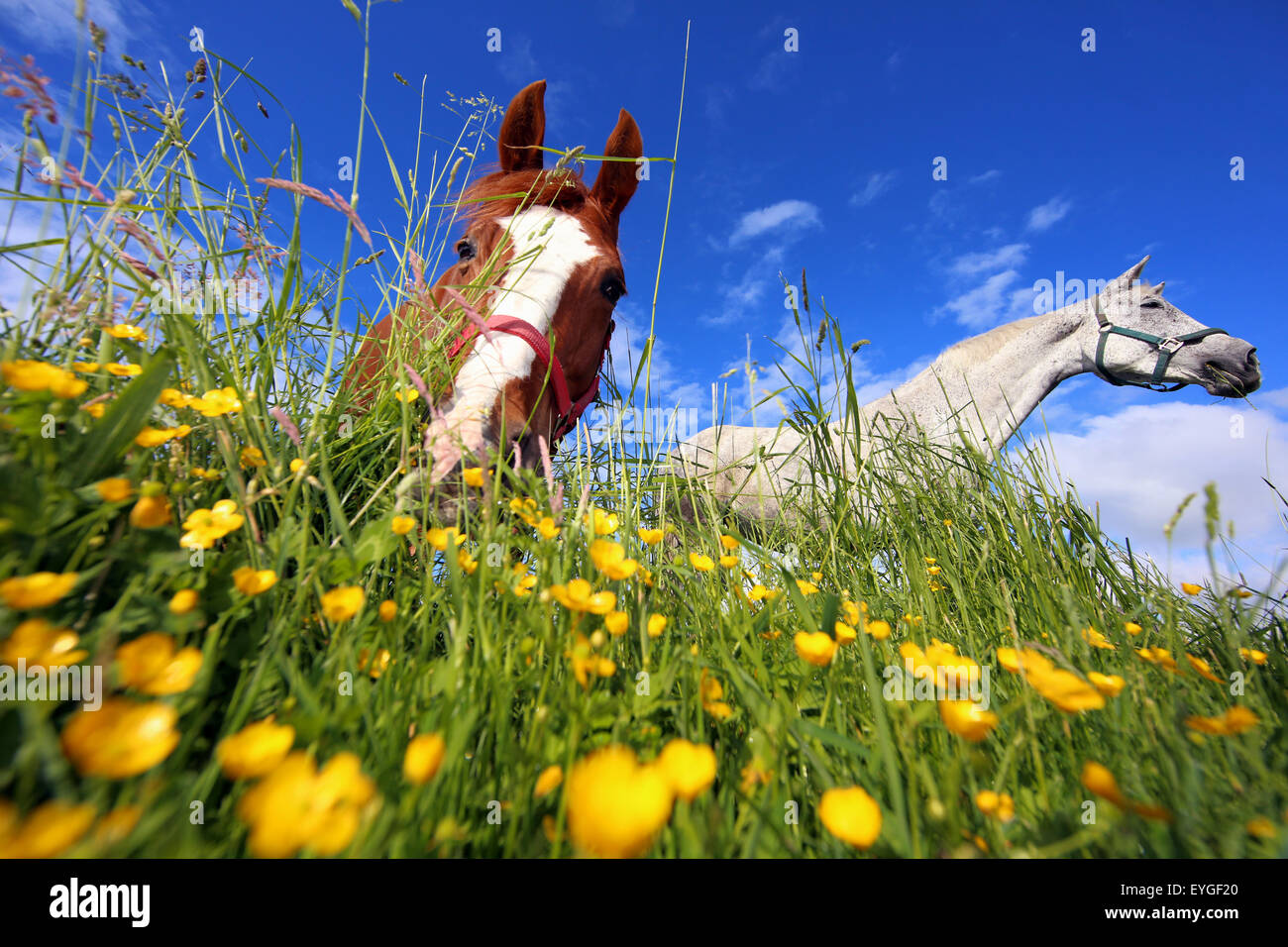 Oberoderwitz, Deutschland, Pferde grasen auf der Weide Stockfoto