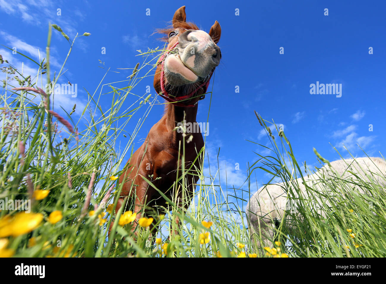 Oberoderwitz, Deutschland, Pferd auf der Weide grasen Stockfoto