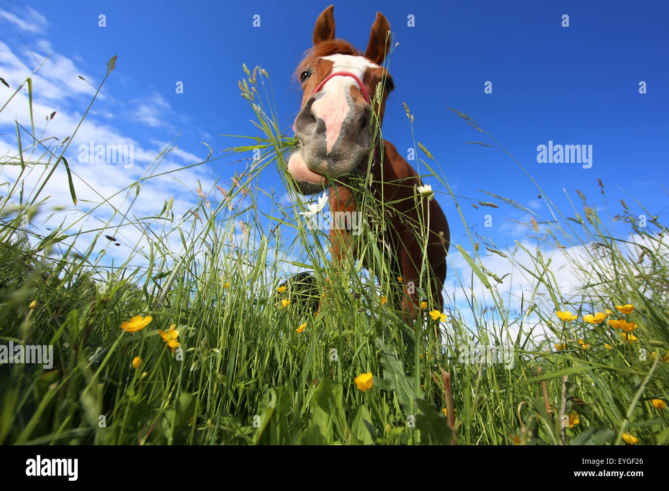 Oberoderwitz, Deutschland, Pferd auf der Weide grasen Stockfoto