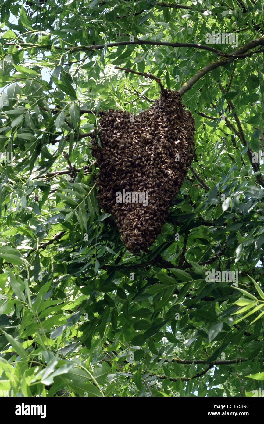 Berlin, Deutschland, hängt davon ab, wie ein Schwarm von Bienen Traube in einer Baumkrone Stockfoto