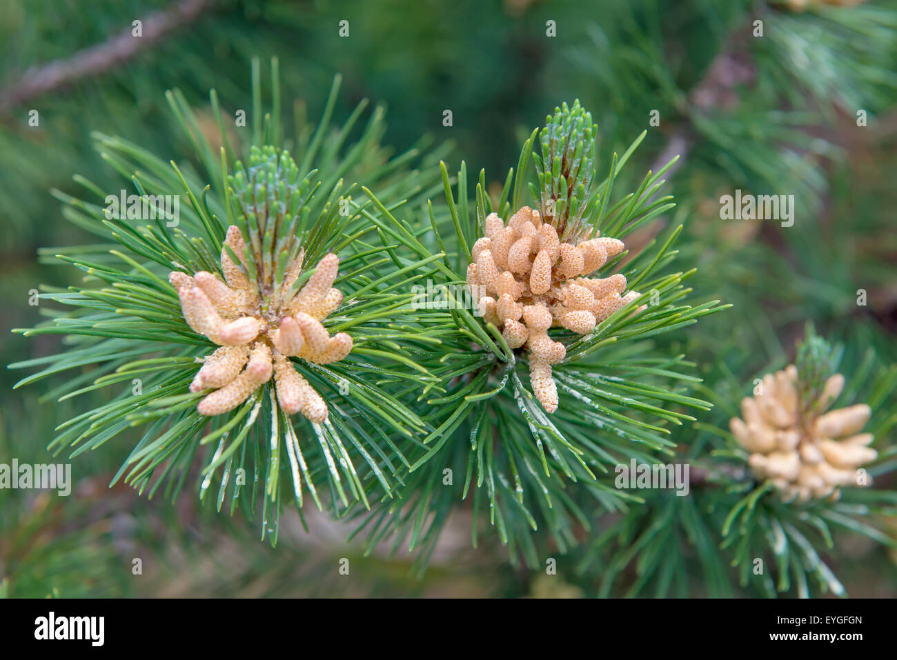 Kiefer, Pinus Sylvestris, männlicher Blütenstand Stockfoto