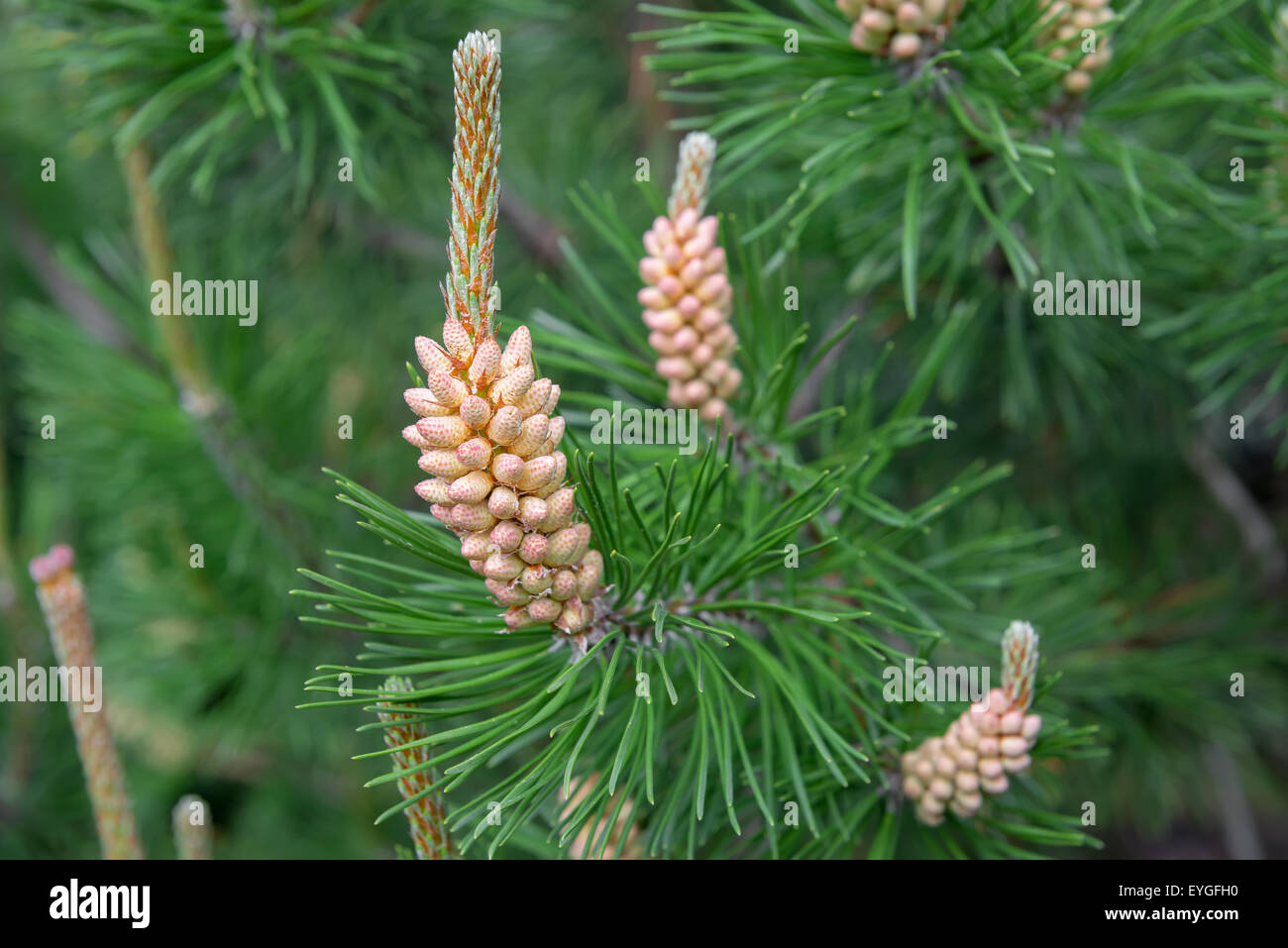Kiefer, Pinus Sylvestris, männlicher Blütenstand Stockfoto