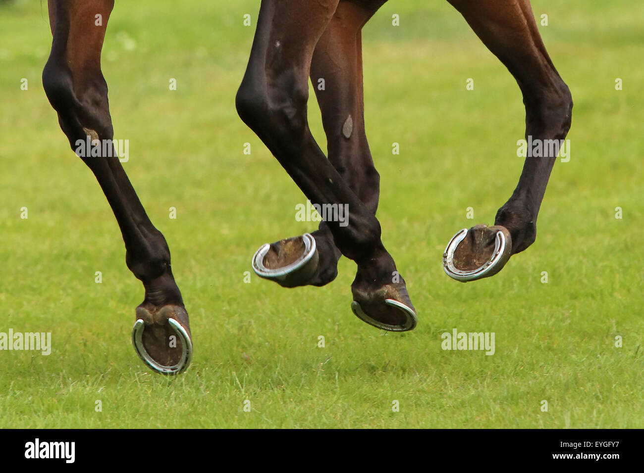 Hamburg, Deutschland, Hufe im Galopp auf dem Rasen Stockfoto