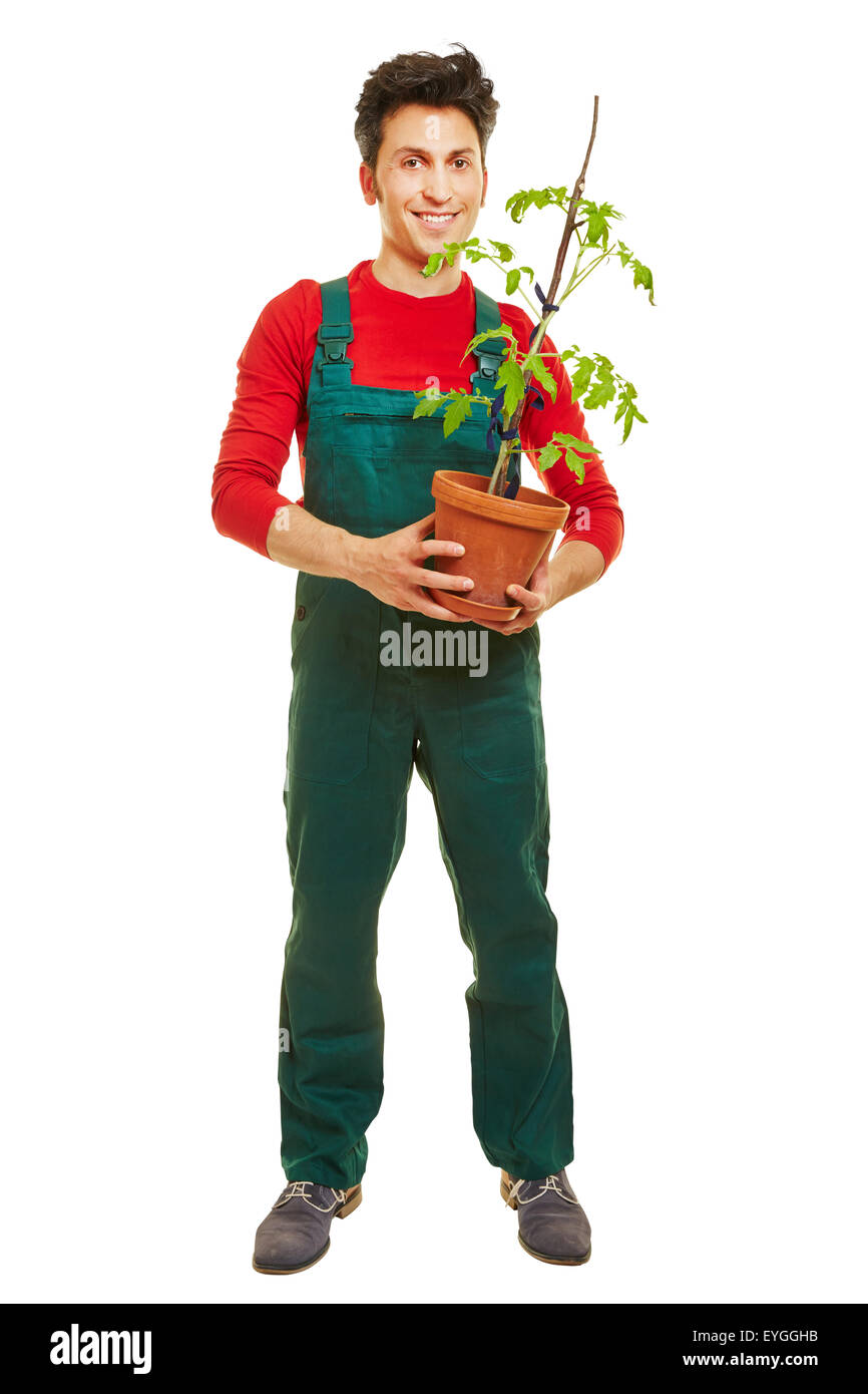 Lächelnd Gärtner mit grünen insgesamt hält eine Tomatenpflanze Stockfoto