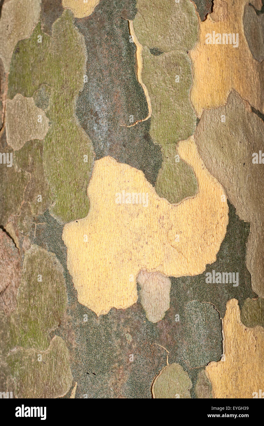 Detail der Rinde der Platane Hybrid, Platanus-X acerifolia. Stockfoto