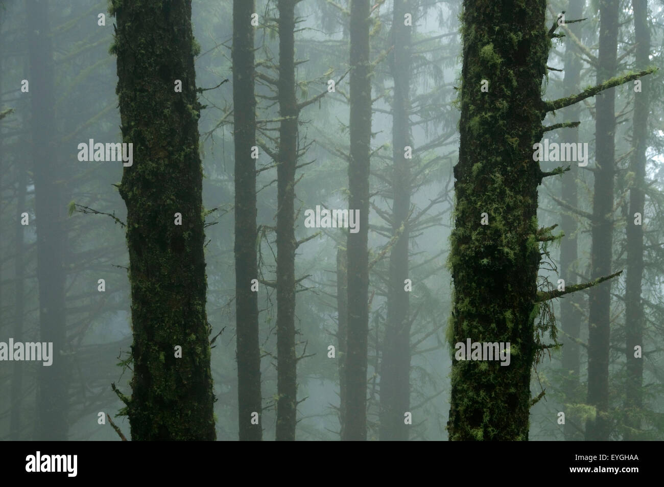 Wald-Stämme im Nebel, Cape Lookout State Park, Oregon Stockfoto