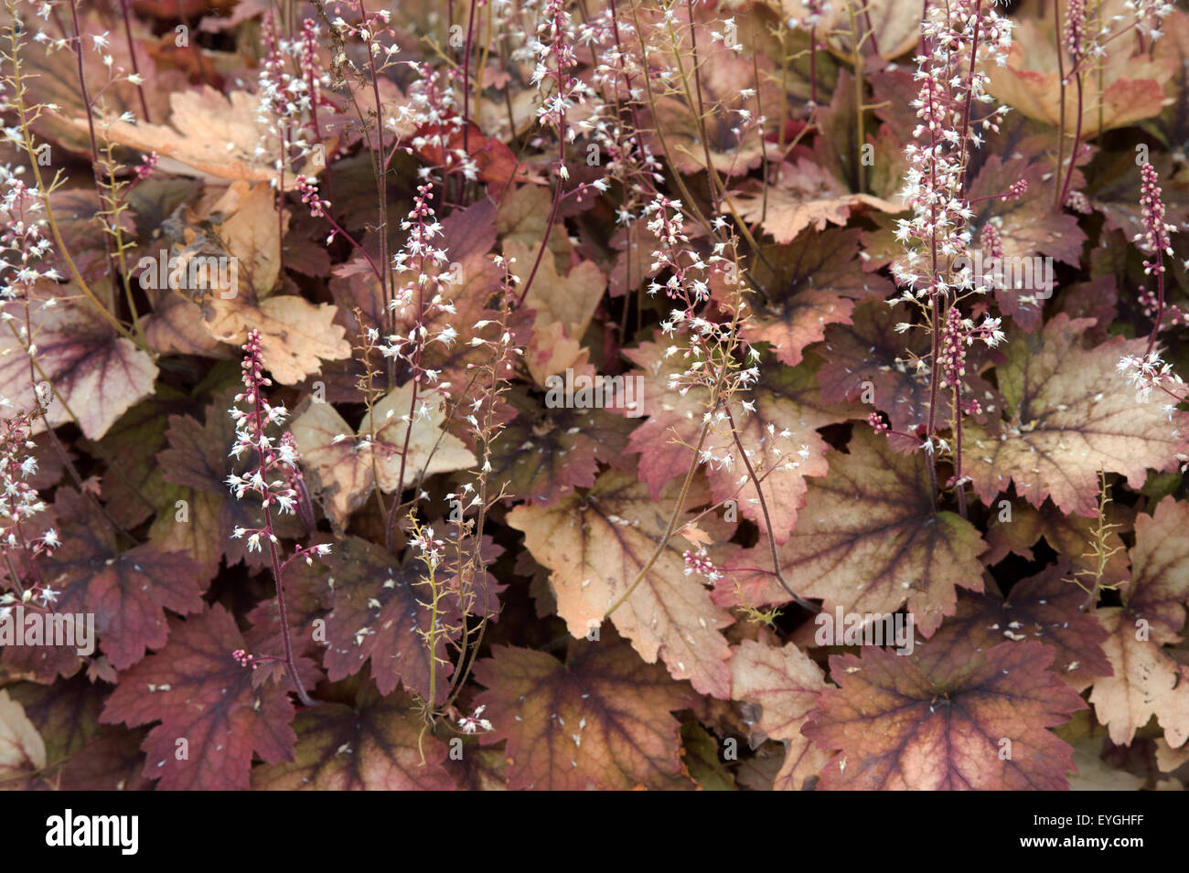 Heucherella ' süßer Tee ''. Purpurglöckchen Stockfoto