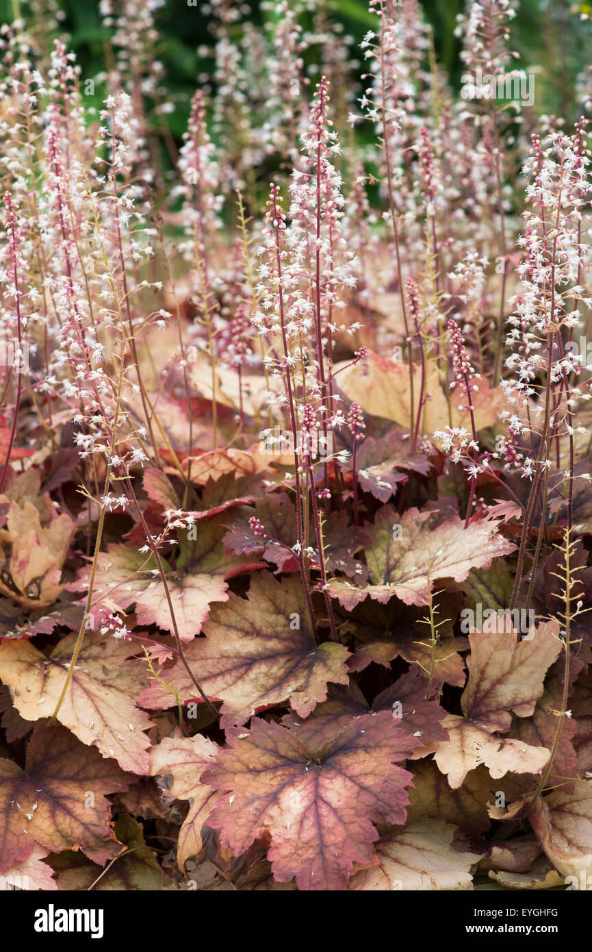 Heucherella ' süßer Tee ''. Purpurglöckchen Stockfoto