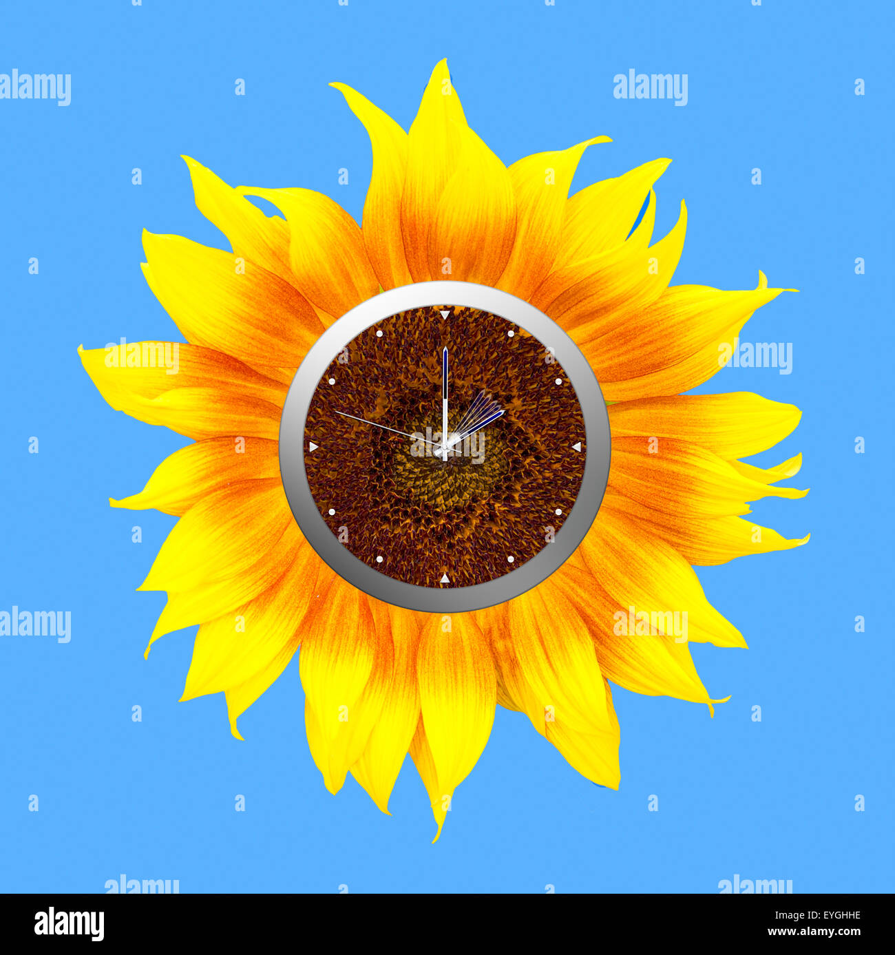 Sunflower Clock. Sommerzeit - nach vorne in den Sommer. Stockfoto