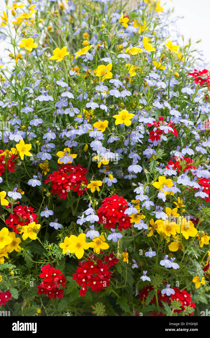 Trixi Breakdance. Zweizahn, Eisenkraut und Lobelia in einen hängenden Korb Stockfoto