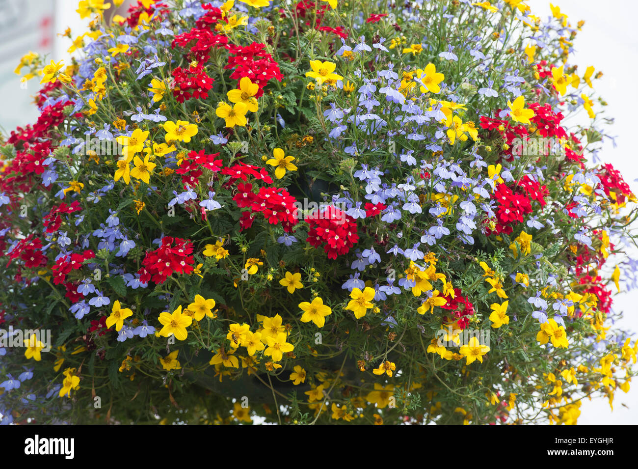Trixi Breakdance. Zweizahn, Eisenkraut und Lobelia in einen hängenden Korb Stockfoto