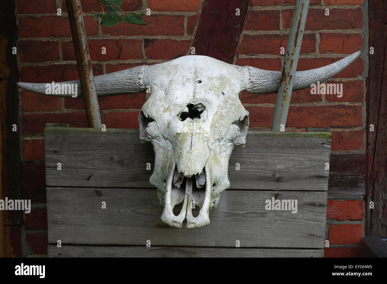 Briescht, Deutschland, Schädel Knochen einer Kuh Stockfoto