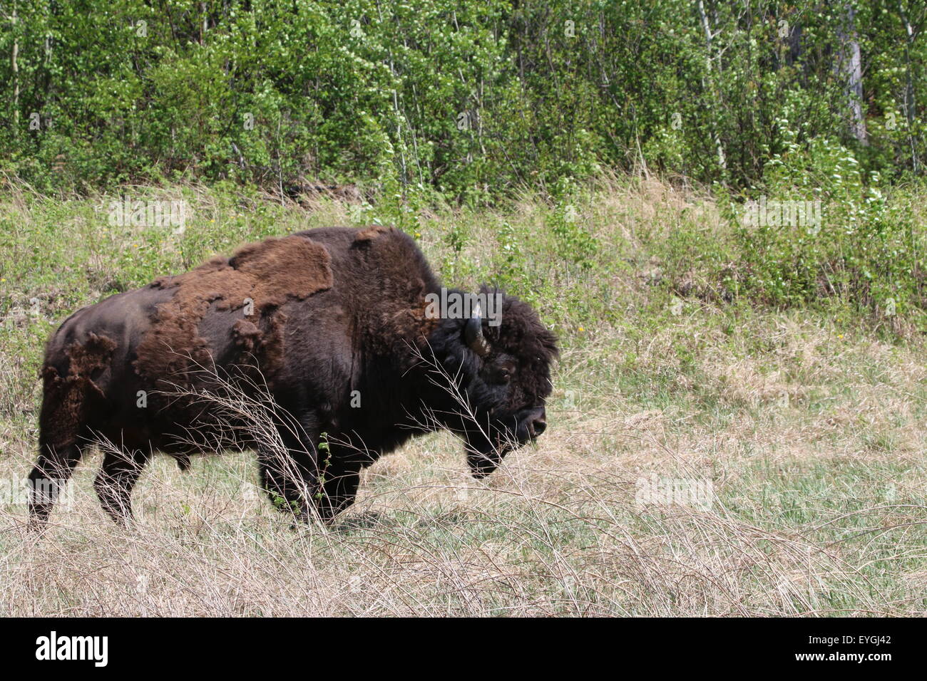 Holz-Bison über den Alaska Highway nördlich von Liard Hot springs Stockfoto