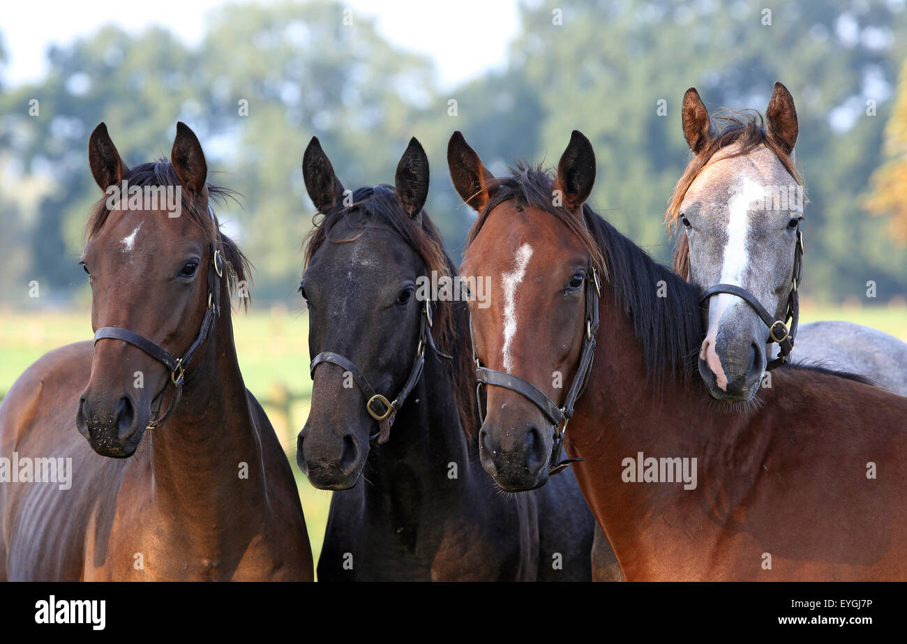 Graditz, Deutschland, Pferde genau hinschauen Stockfoto