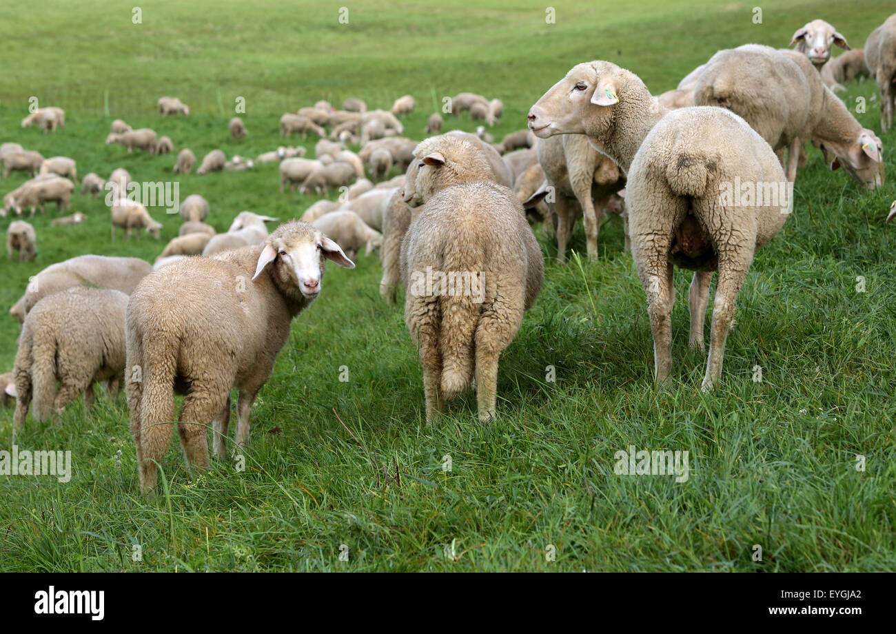 Graditz, Deutschland, Schafe auf dem Deich Stockfoto