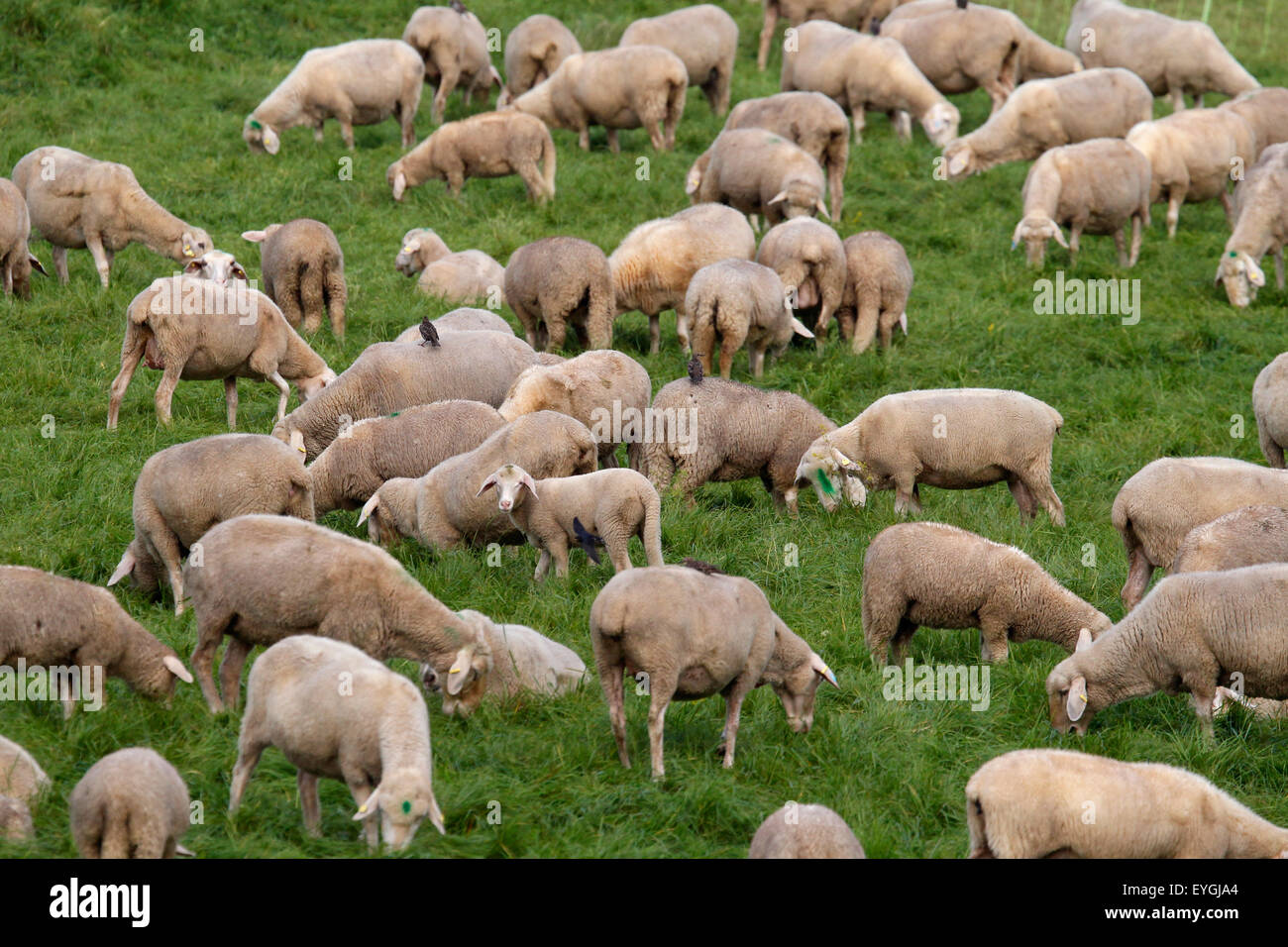 Graditz, Deutschland, Schafe auf dem Deich Stockfoto