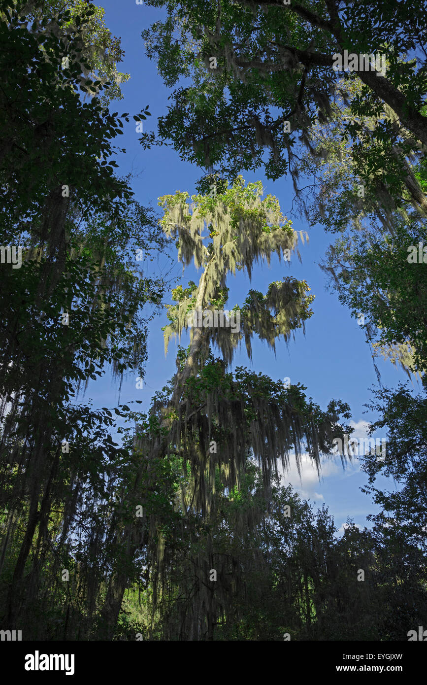 Teufel Milhopper registriert Naturdenkmal in Gainesville, Florida, ist eine große Doline, die sich vor vielen Jahren gebildet. Stockfoto