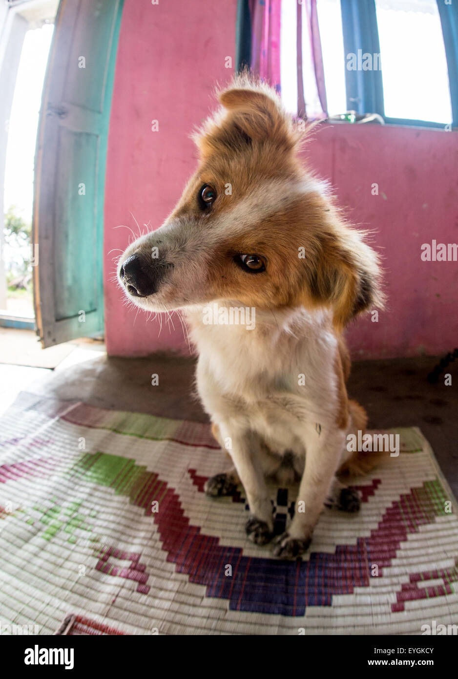 Happy Dog mit Zunge heraus Stockfoto