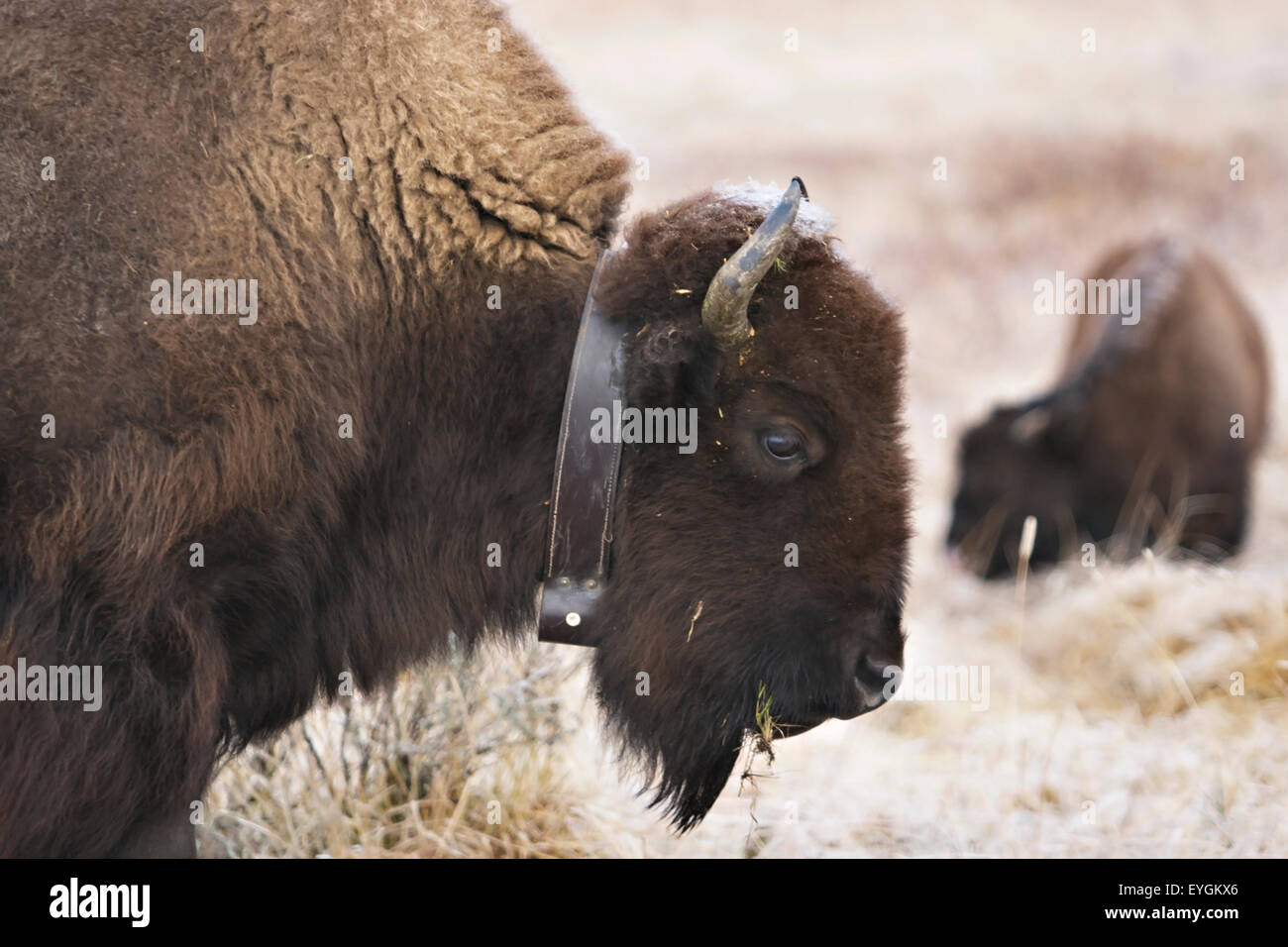 Bisons im Yellowstone National Park einen Radio Kragen tragen zu helfen, die Bewegung der Herde zu verfolgen. Stockfoto