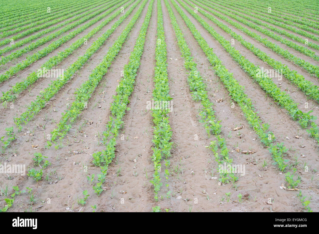 Sellerie-Plantage, früh Stockfoto