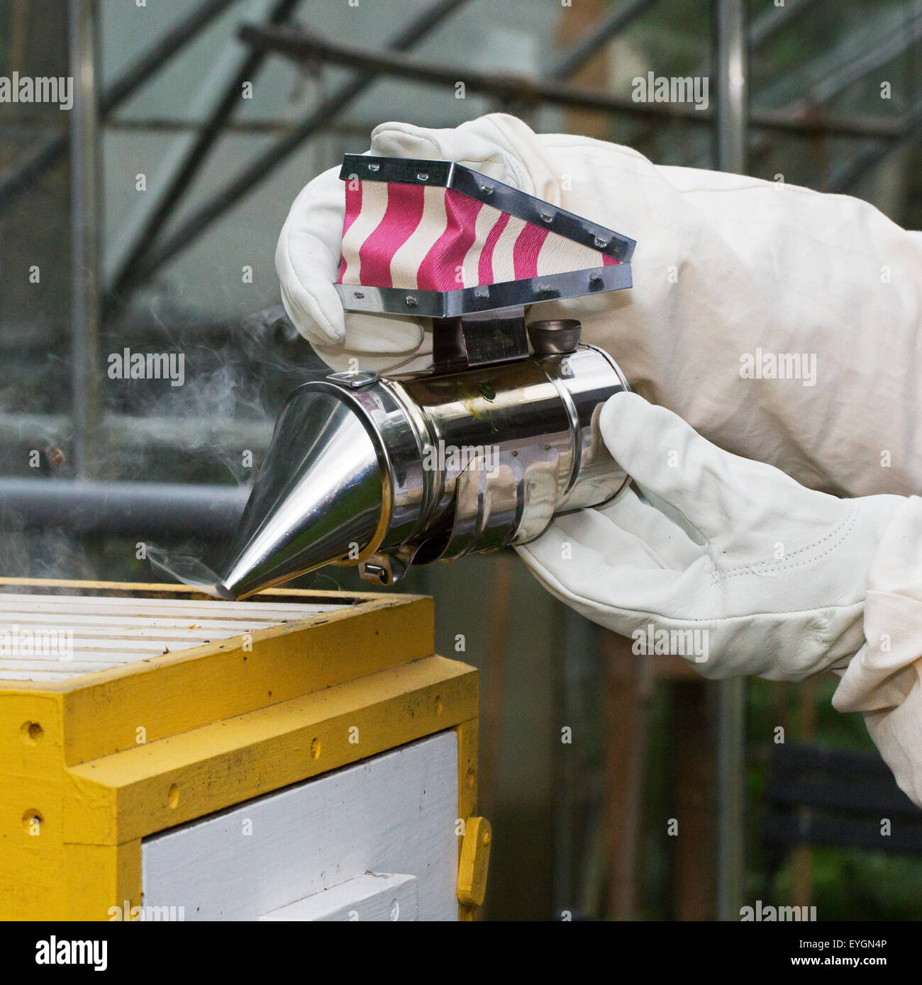 Imker in Schutzkleidung mit Biene Raucher öffnet Bienenstock Waben von Honigbienen (Apis Mellifera) prüfen Stockfoto